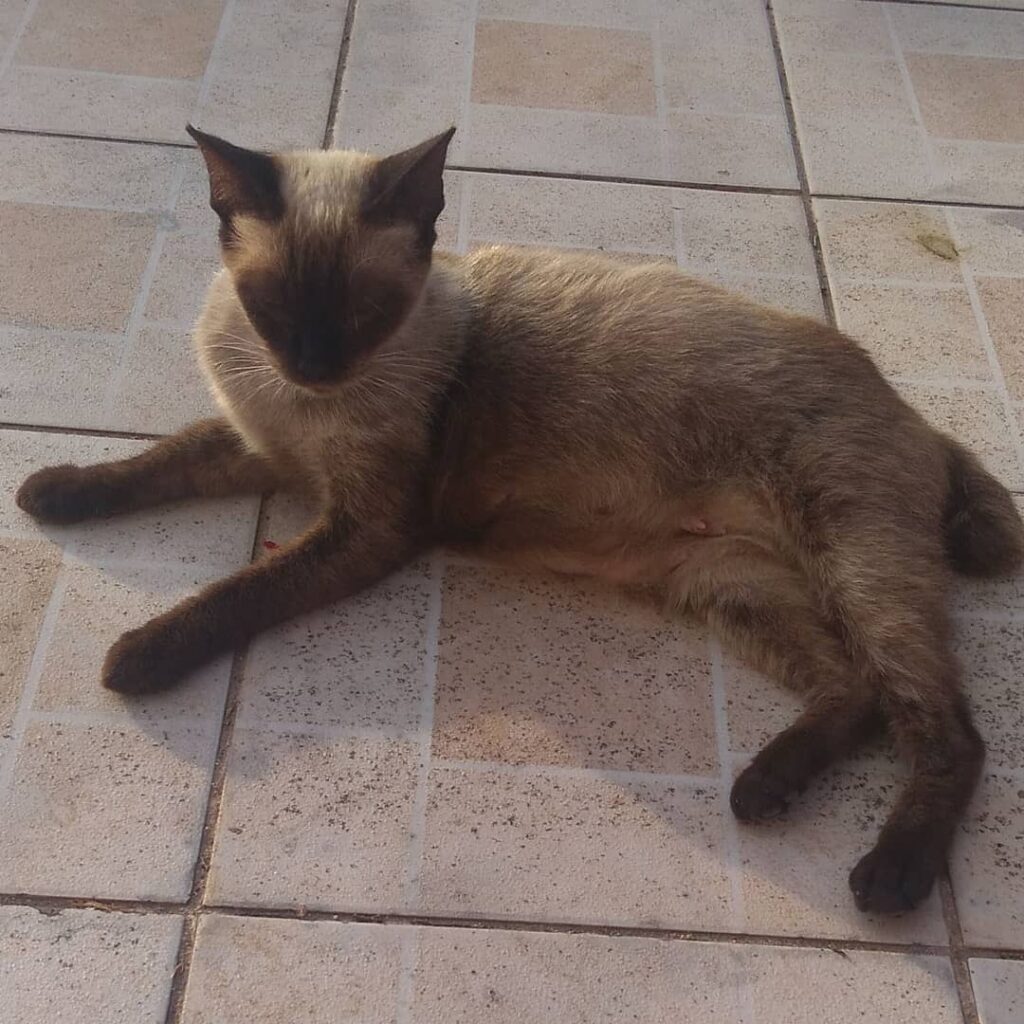 Gato Grande para adoção em Paulista - Pernambuco