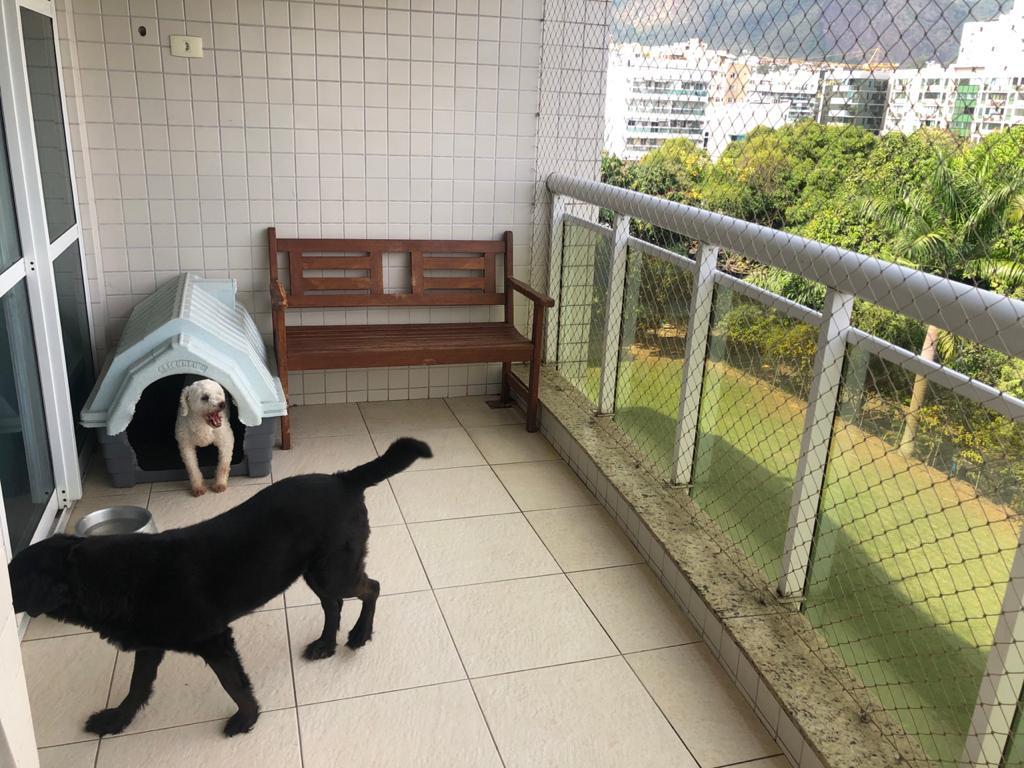 Cachorro Médio para adoção em Rio de Janeiro - Rio de Janeiro