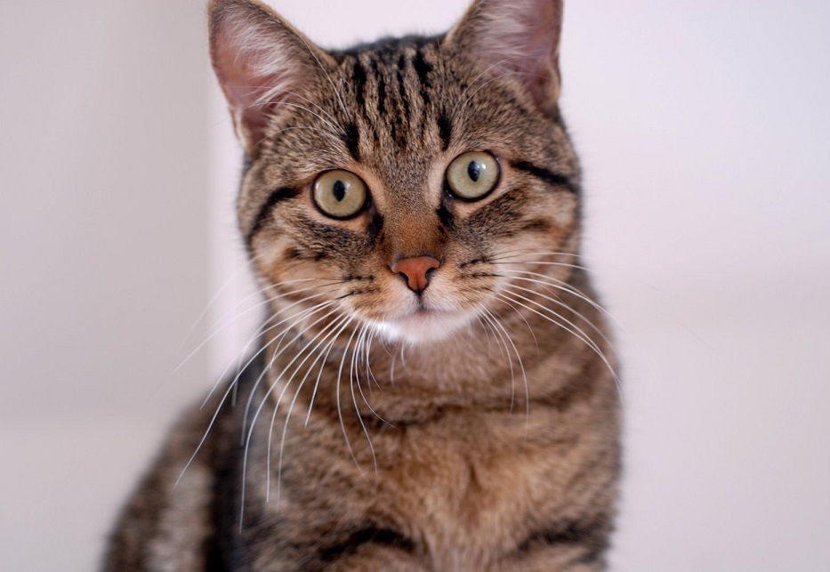 Gato Pequeno para adoção em Carmo - Rio de Janeiro