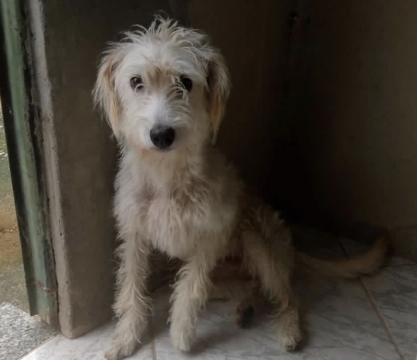 Cachorro Pequeno para adoção em Nova Iguaçu - Rio de Janeiro