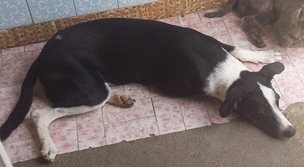 Cachorro Grande para adoção em São João de Meriti - Rio de Janeiro