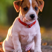 Cachorro porte medio para adoção em Areial - Paraíba