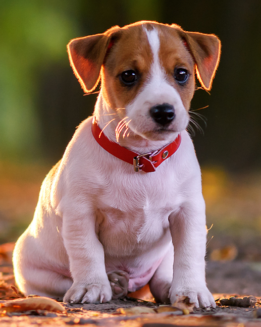 Cachorro Médio para adoção em Areial - Paraíba