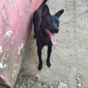 Cachorro porte medio para adoção em Navegantes - Santa Catarina