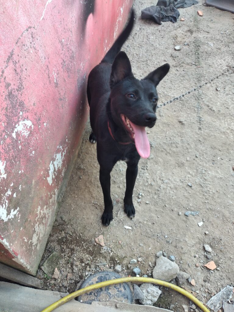 Cachorro Médio para adoção em Navegantes - Santa Catarina