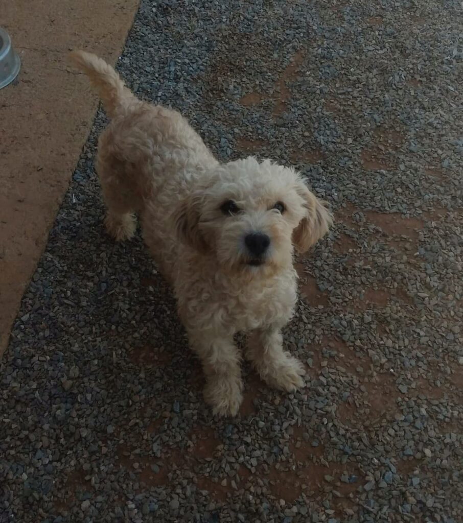 Cachorro Pequeno para adoção em Brasília - Distrito Federal