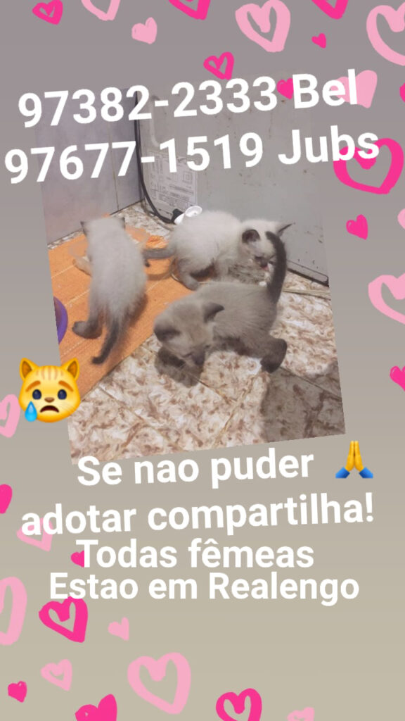 Gato Pequeno para adoção em Rio de Janeiro - Rio de Janeiro