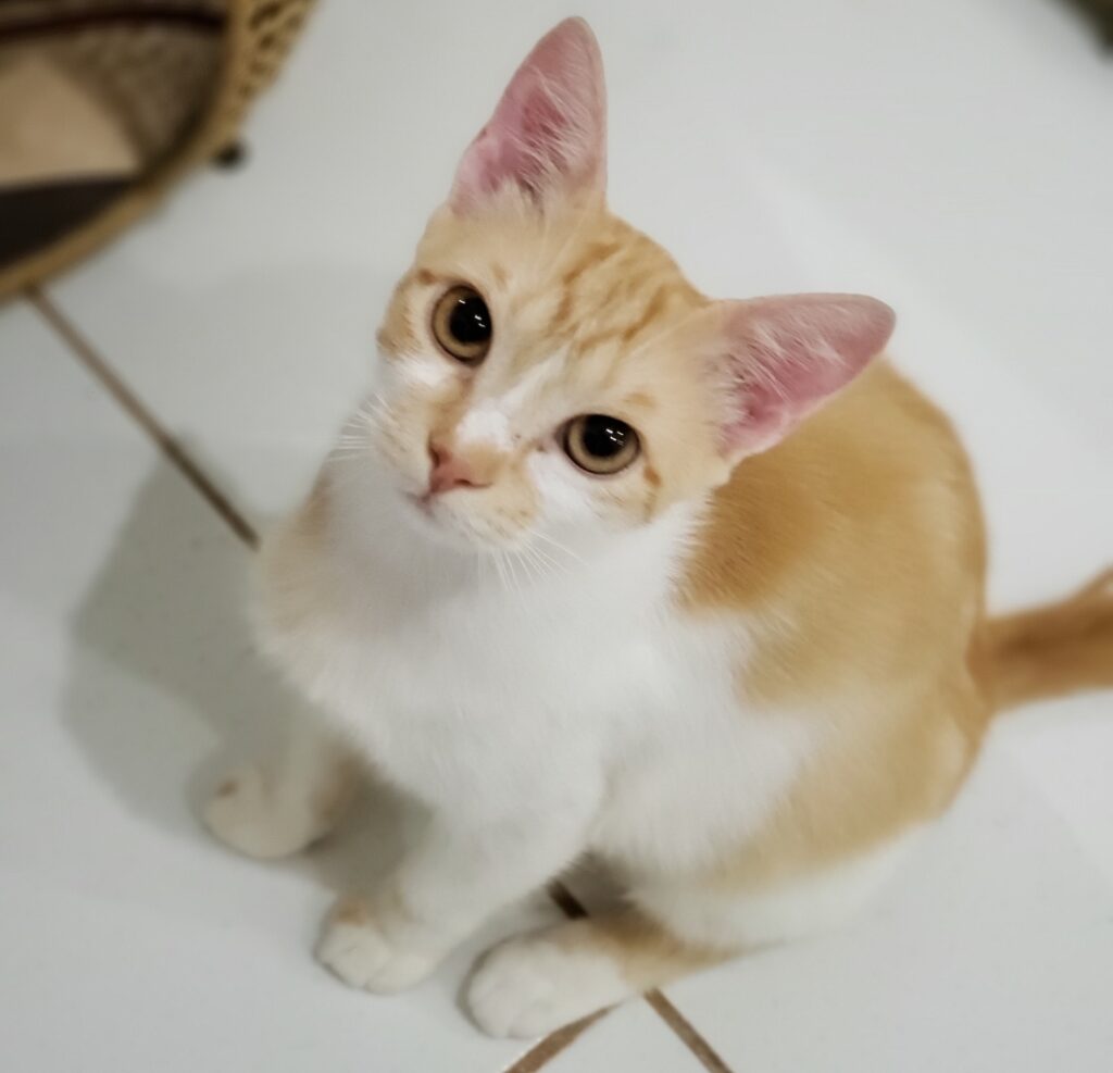 Gato Pequeno para adoção em Brasília - Distrito Federal