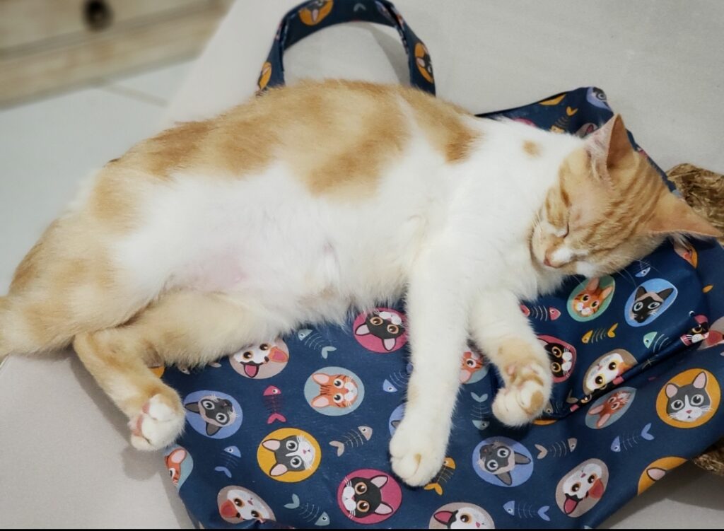 Gato Pequeno para adoção em Brasília - Distrito Federal