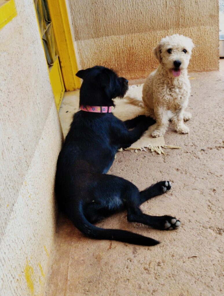 Cachorro Pequeno para adoção em Brasília - Distrito Federal