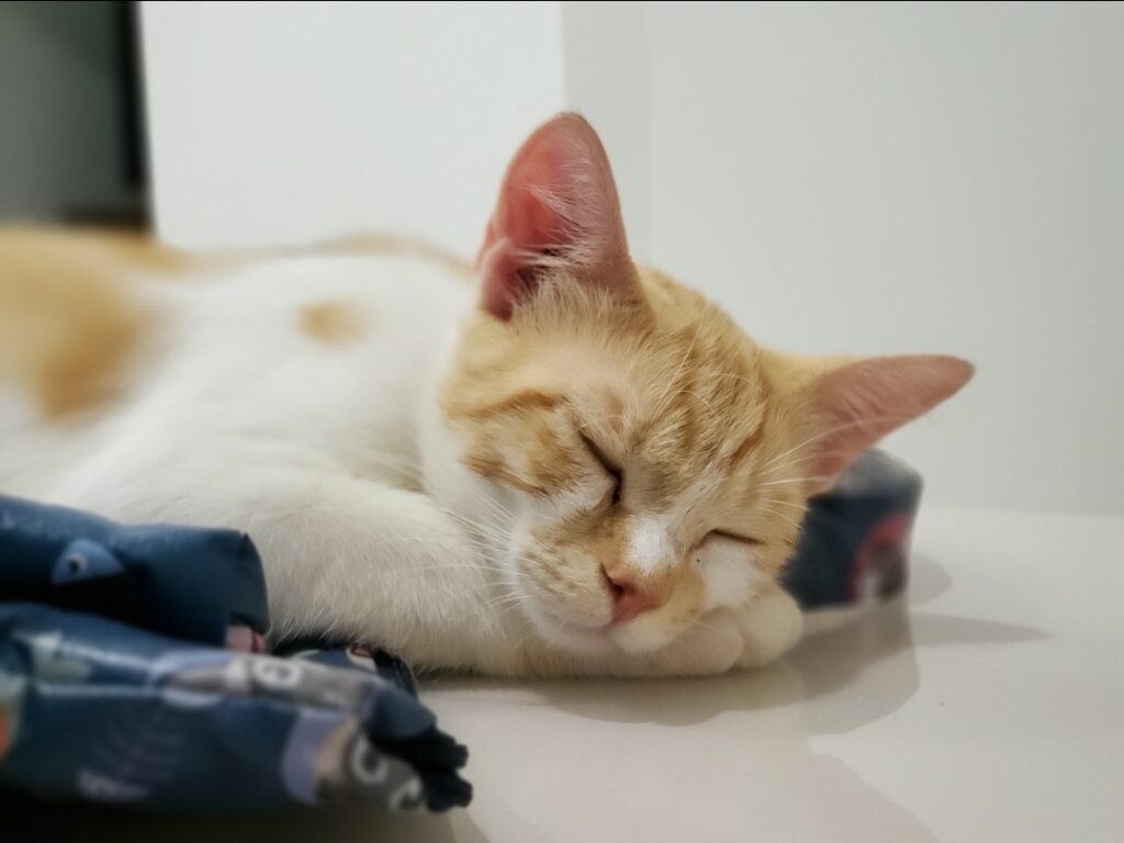 Gato Pequeno para adoção em Brasília - Distrito Federal