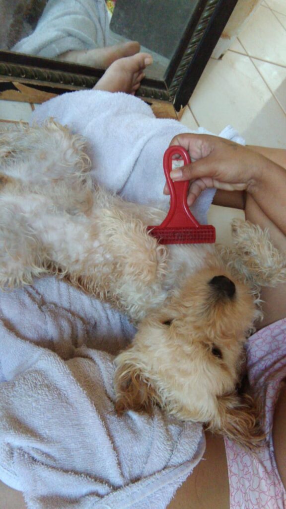 Cachorro Pequeno para adoção em Brasília - Distrito Federal