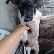 Cachorro porte medio para adoção em Guarulhos - São Paulo