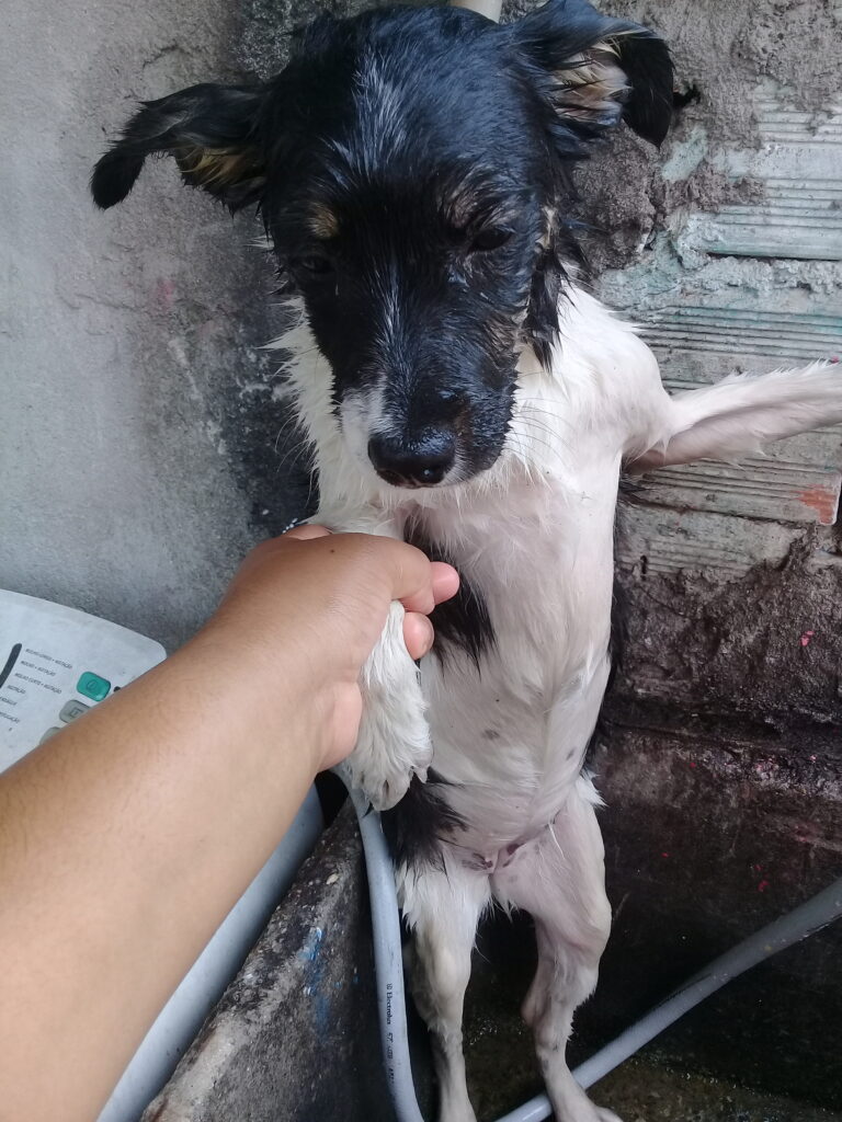 Cachorro Médio para adoção em Guarulhos - São Paulo