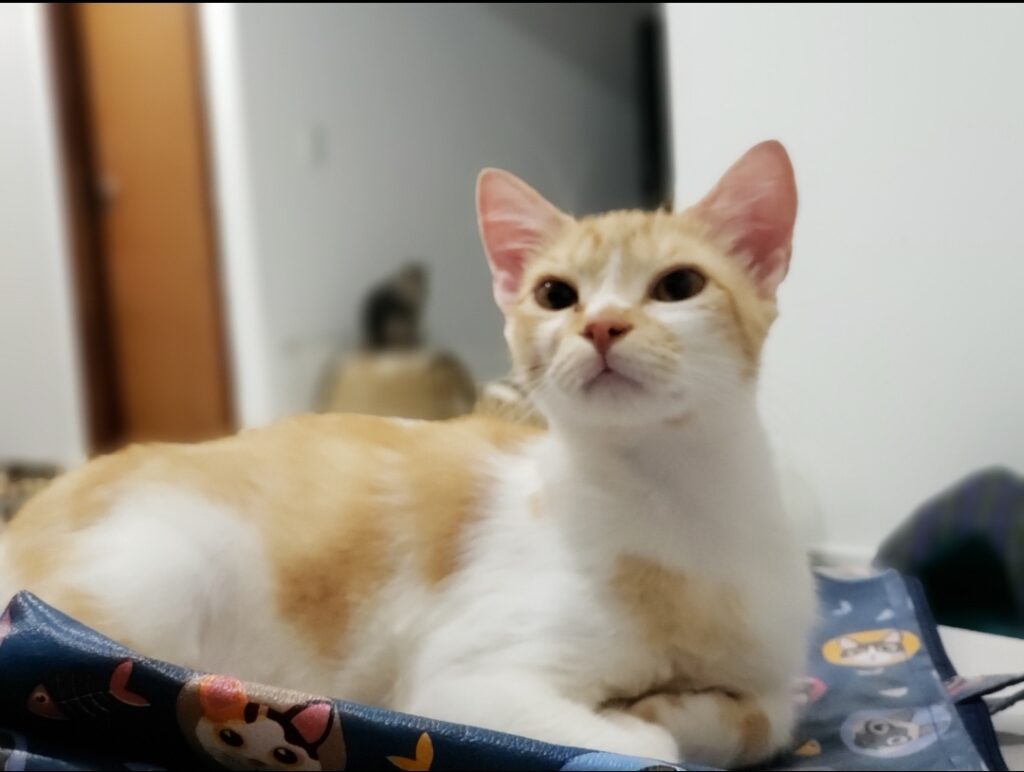 Gato Pequeno para adoção em Brasília - Distrito Federal