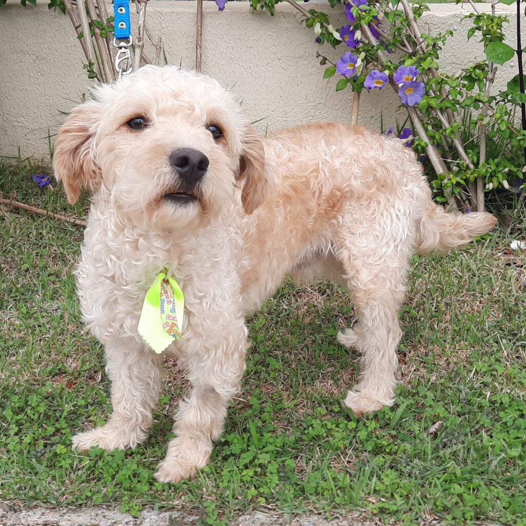 Cachorro Pequeno para adoção em Brasília - Distrito Federal