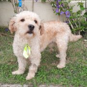 Cachorro porte pequeno para adoção em Brasília - Distrito Federal