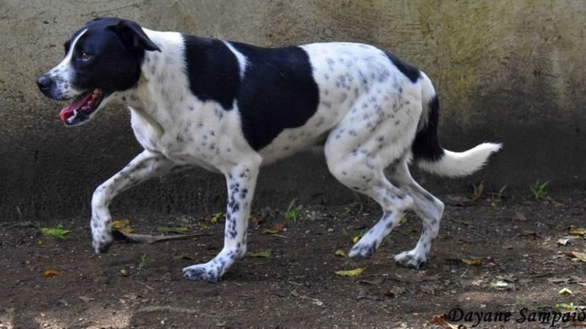 Cachorro Grande para adoção em Curitiba - Paraná