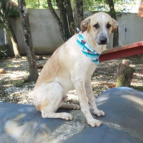 Cachorro Grande para adoção em Curitiba - Paraná