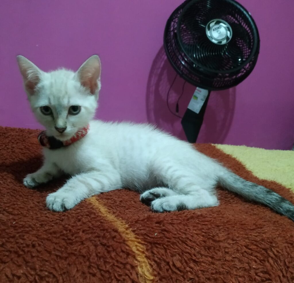 Gato Pequeno para adoção em Votorantim - São Paulo