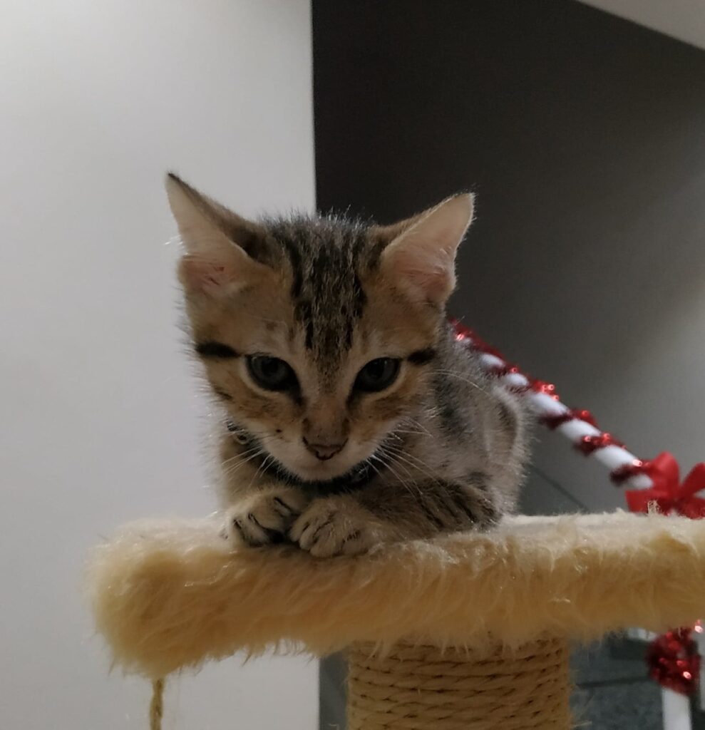 Gato Pequeno para adoção em Votorantim - São Paulo