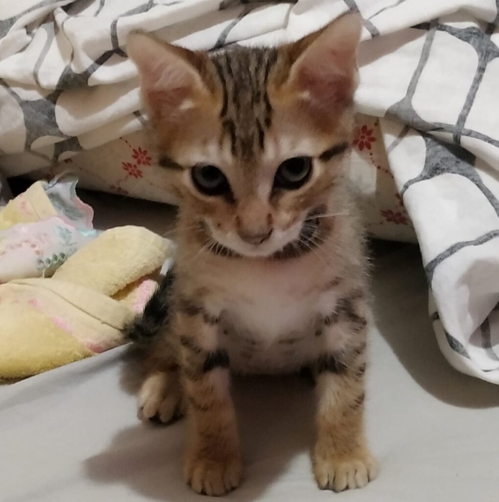 Gato Pequeno para adoção em Votorantim - São Paulo