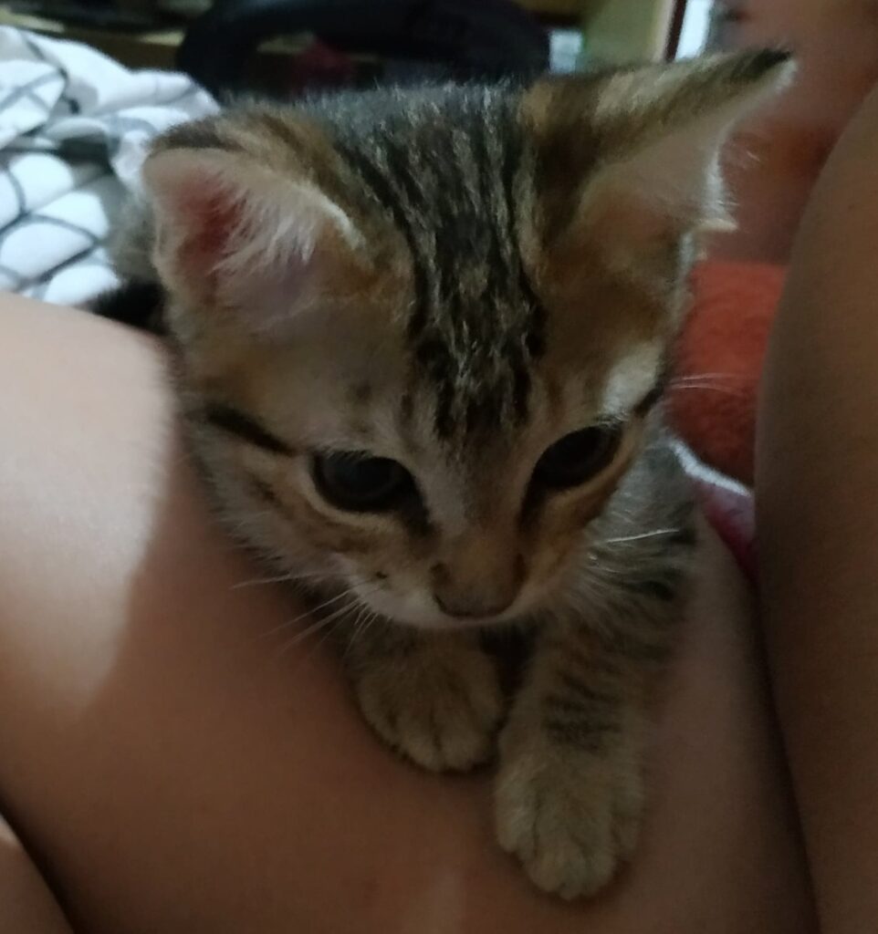 Gato Pequeno para adoção em Votorantim - São Paulo