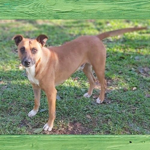 Cachorro Médio para adoção em Curitiba - Paraná