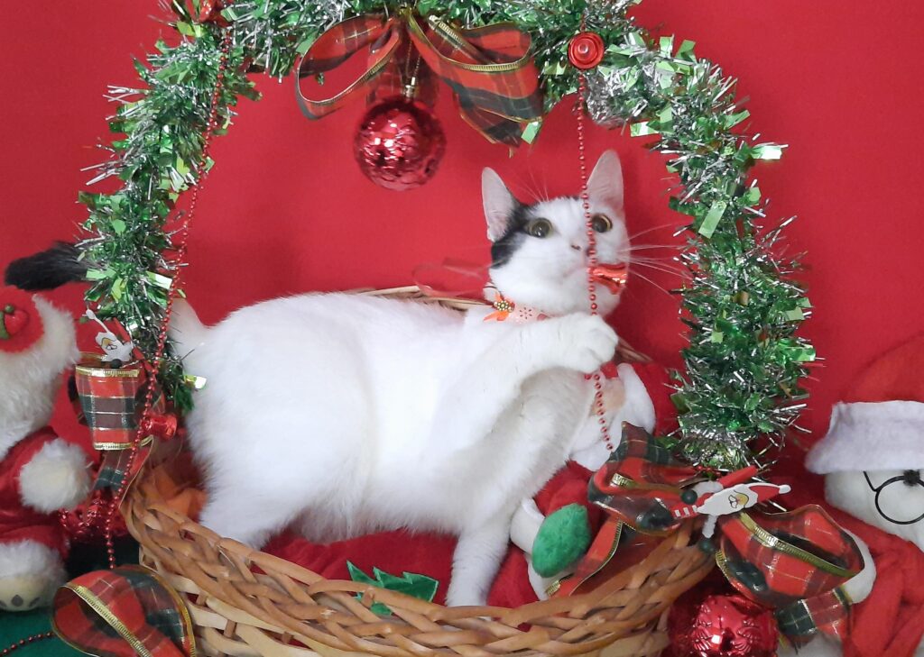 Gato Médio para adoção em Brasília - Distrito Federal