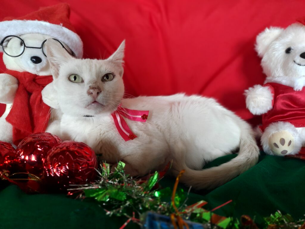 Gato Médio para adoção em Brasília - Distrito Federal