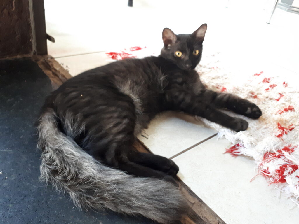 Gato Médio para adoção em Goiânia - Goiás