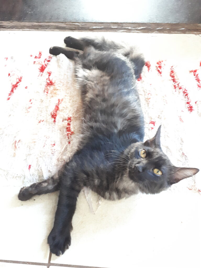 Gato Médio para adoção em Goiânia - Goiás