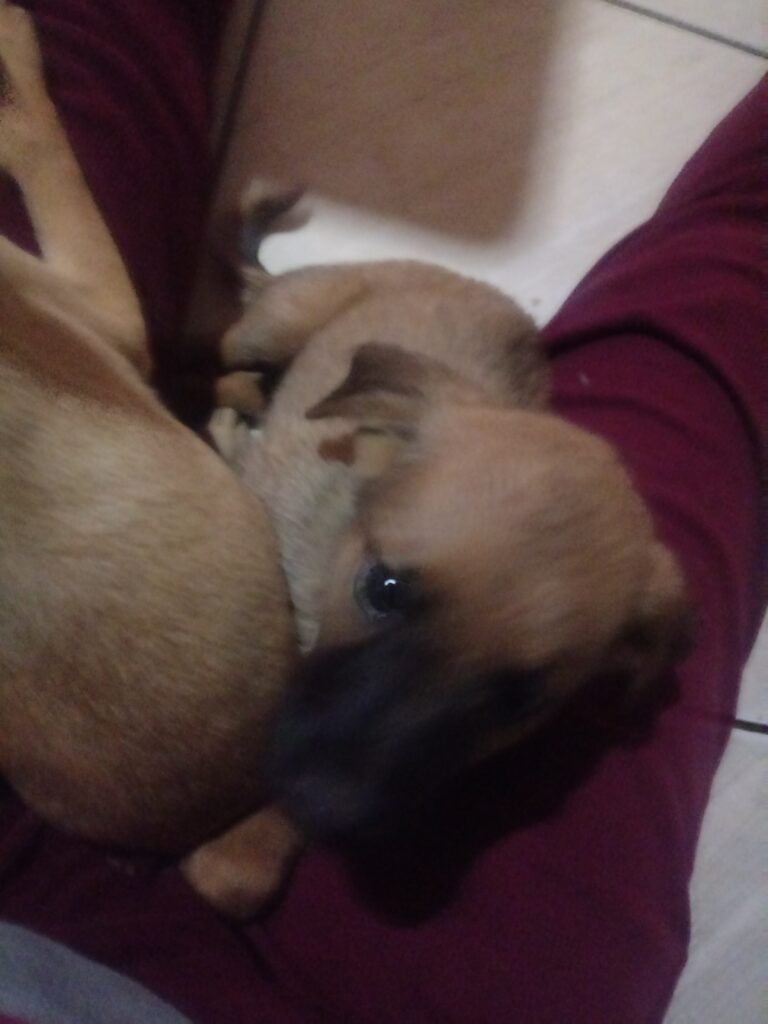 Cachorro Médio para adoção em Itapevi - São Paulo