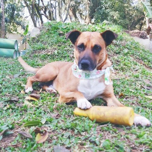 Cachorro Médio para adoção em Curitiba - Paraná