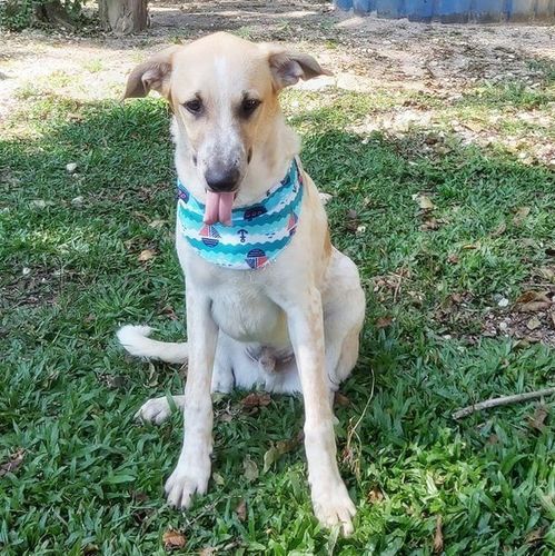 Cachorro Grande para adoção em Curitiba - Paraná