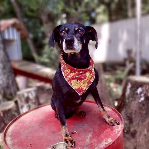 Cachorro Pequeno para adoção em Curitiba - Paraná