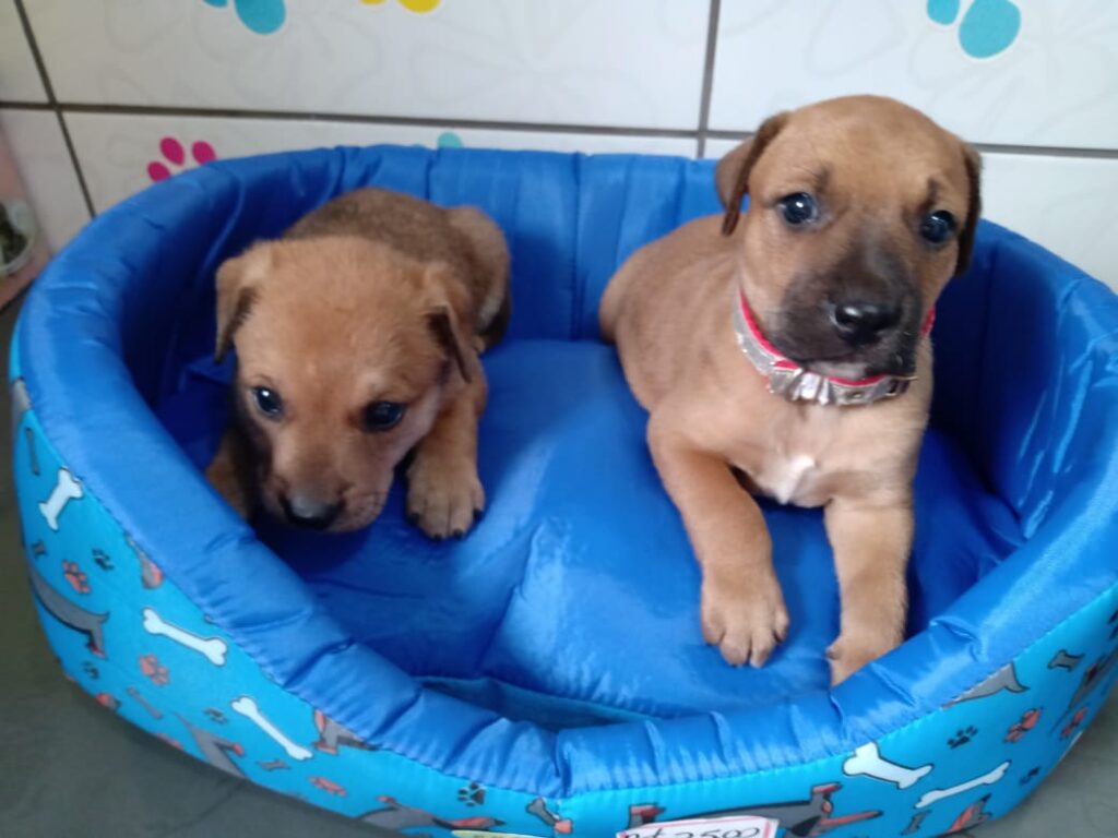 Cachorro Médio para adoção em Guapiaçu - São Paulo