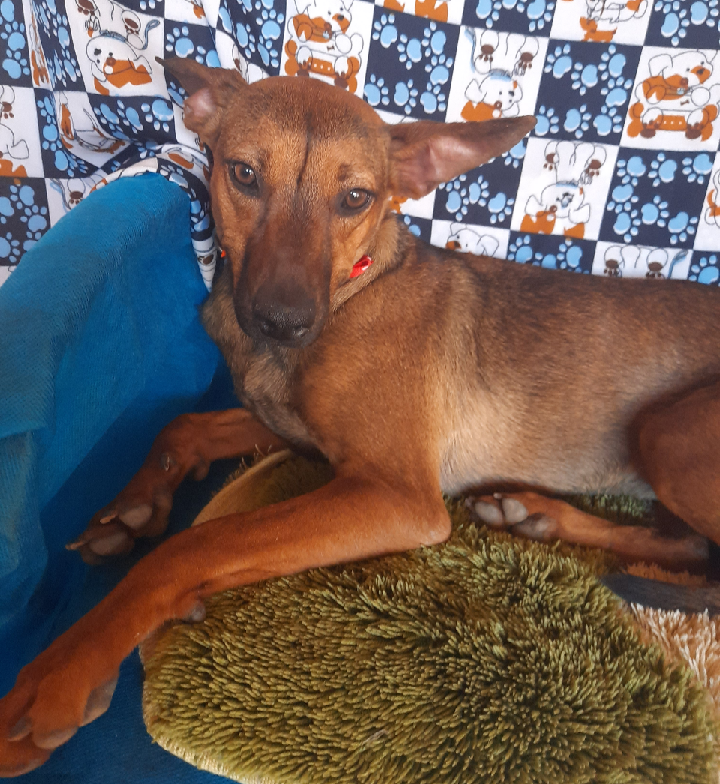 Cachorro Médio para adoção em Brasília - Distrito Federal