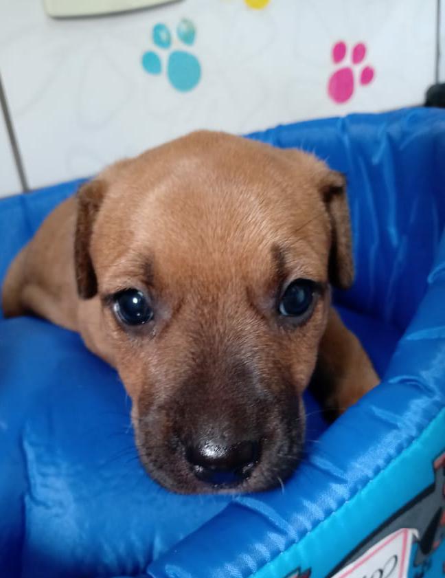 Cachorro Médio para adoção em Guapiaçu - São Paulo