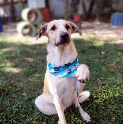 Cachorro Grande para adoção em Curitiba - Paraná