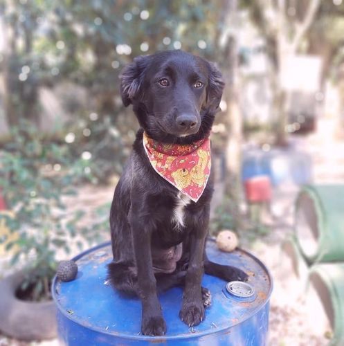 Cachorro Médio para adoção em Curitiba - Paraná