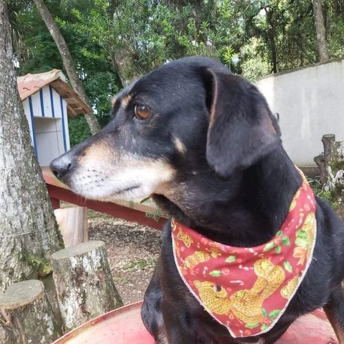 Cachorro Pequeno para adoção em Curitiba - Paraná