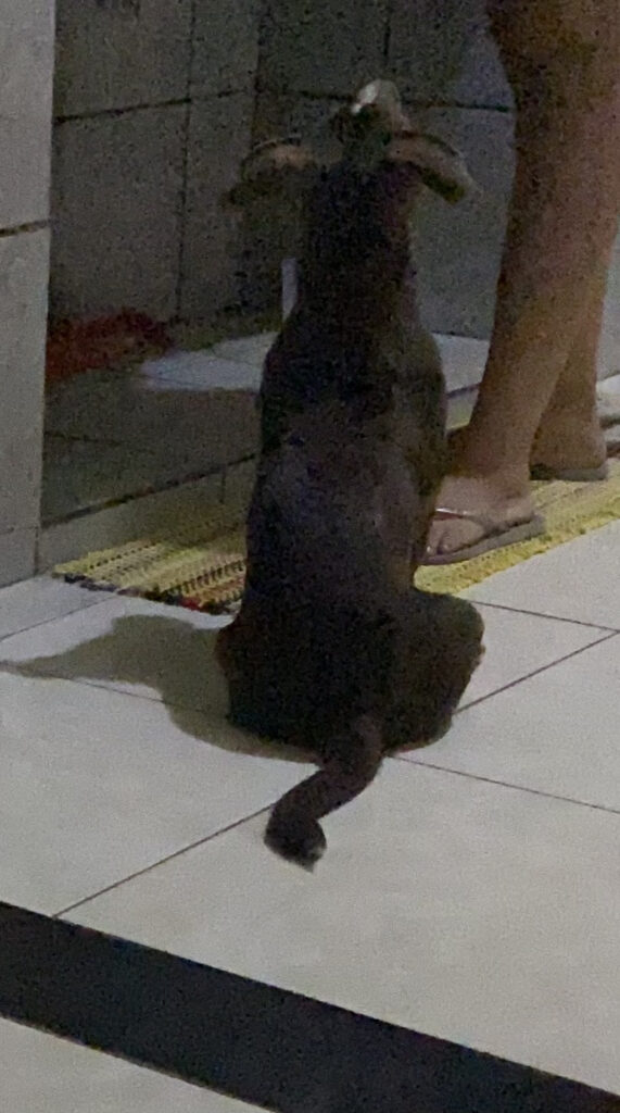 Cachorro Médio para adoção em Brasília - Distrito Federal