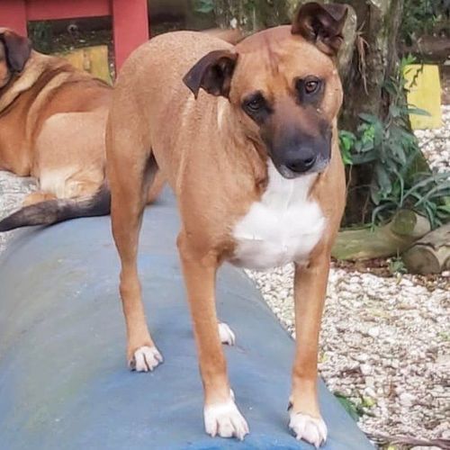 Cachorro Médio para adoção em Curitiba - Paraná