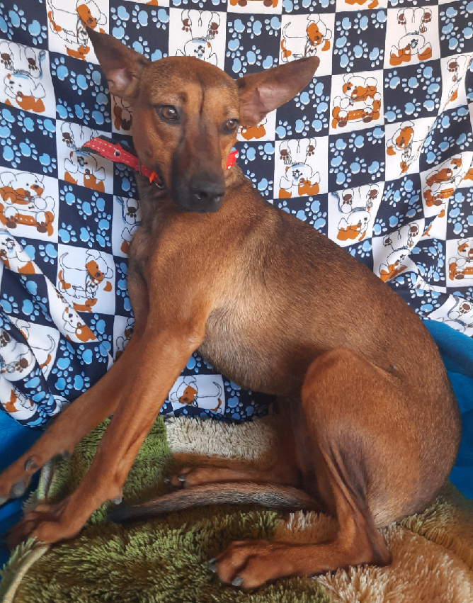 Cachorro Médio para adoção em Brasília - Distrito Federal