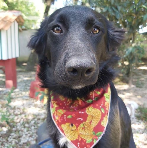 Cachorro Médio para adoção em Curitiba - Paraná