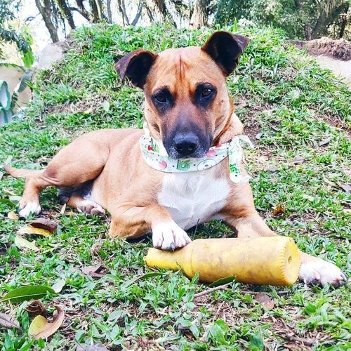 Cachorro Médio para adoção em Curitiba - Paraná