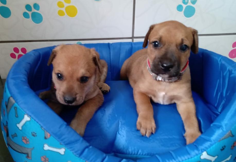 Cachorro Médio para adoção em Guapiaçu - São Paulo