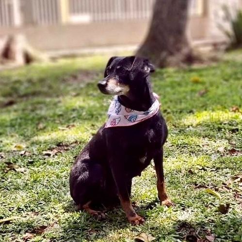 Cachorro Pequeno para adoção em Curitiba - Paraná