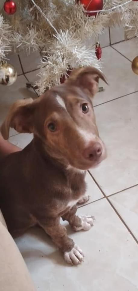 Cachorro Médio para adoção em Brasília - Distrito Federal